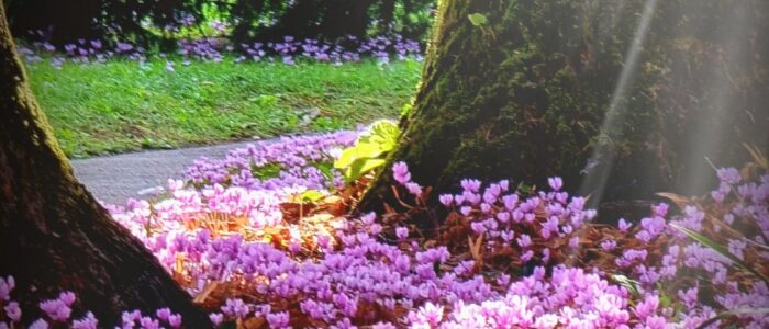 cyclamen