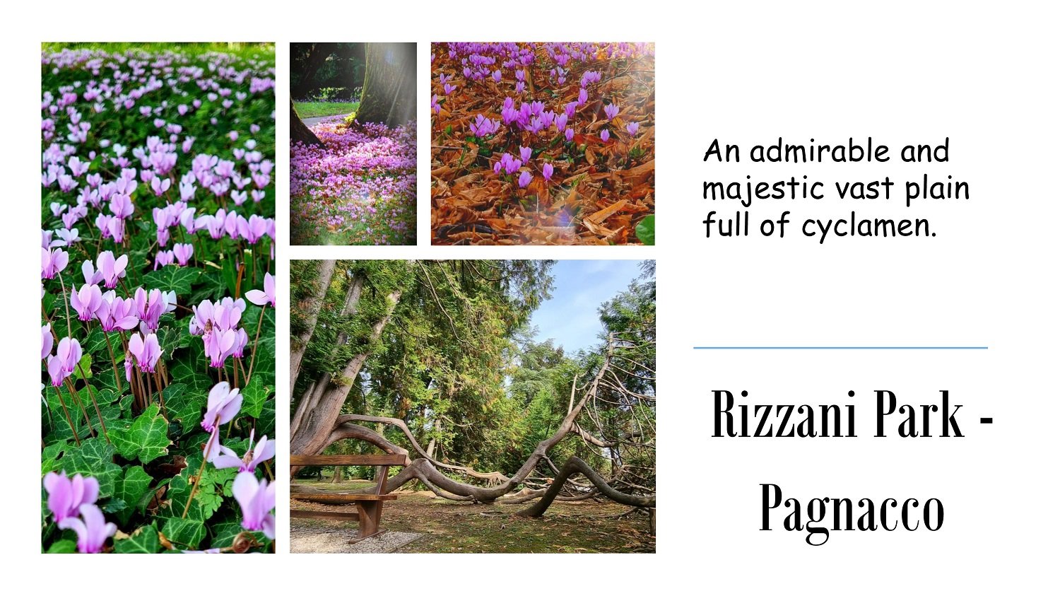 Rizzani Park – Cyclamen at Pagnacco